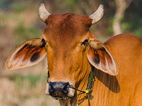 beef